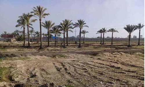 ﻣﺎﻓﻴﺎ اﻟﺘﻌﺪﻳﺎت ﺗﺘﺤﺪى »ﺳﻴﺪى ﺳﺎﻟﻢ«