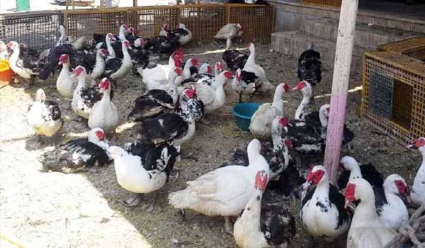 أشهر الأكلات فى أول أيام رمضان