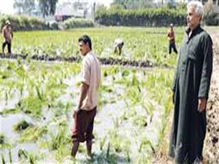 عبد العاطى: اطمئنوا.. «شتل الصوانى» نجح  فى مضاعفة إنتاجية فدان الأرز