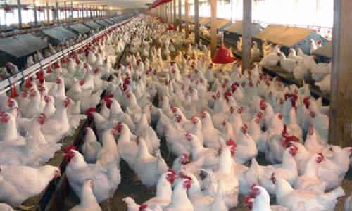 نائب رئيس اتحاد منتجى الدواجن لـ«روزاليوسف»:تحقيق الاكتفاء الذاتى لأول مرة منذ 12عامًا والإنتاج اليومى يصل إلى 3.5 مليون دجاجة