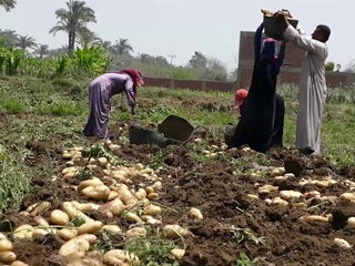روسيا ترفع الحظر على تصدير البطاطس المصرية