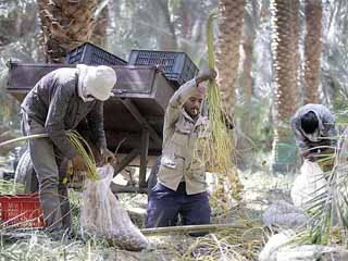 الوادى الجديد تستعد لموسم جمع البلح