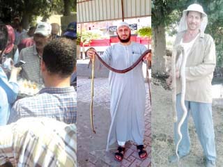 المحافظات تواجه «الثعابين»  بالبيض السام وصيادين محترفين