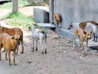 بعد تعدد شكاوى المواطنين حملة للتخلص من الكلاب الضالة بمدينة زفتى