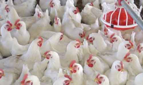 حملات لتحصين الدواجن والماشية ضد الحمى القلاعية وإنفلونزا الطيور