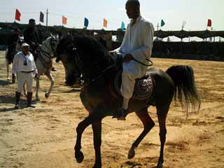 مصر أكبر مركز استثمارى دولى فى الخيول