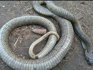 الأفاعى تعلن الحرب على «كفر الجزار»