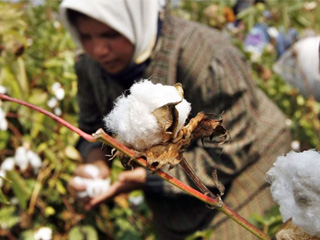 مصر تستعيد بريق الذهب الأبيض بزيادة المساحة المزروعة من القطن إلى 336 ألف فدان