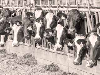 لأول مرة يتم تطبيقه.. باركود وGPS لحماية الثروة الحيوانية والداجنة