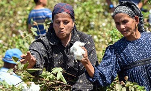 110 آلاف فدان زيادة فى مساحات زراعات القطن