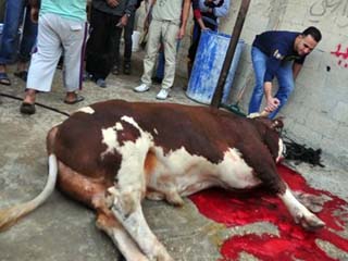 ذبح الأضاحى وترك مخلفاتها بالشوارع حرام والصك أفضل من إيذاء الناس