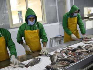 «بردويل» و«غليون» تواصل غزو الأسواق بـ«الأسماك»