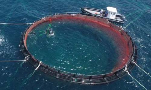 مصر الأولى إفريقيا والعاشرة عالميا فى الاستزراع السمكى