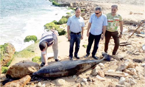 حياة دولفين «المنقار الصغير» تنتهى فى الإسكندرية