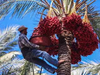 «التنمية المحلية»: زراعة التمور تسهم فى توفير فرص عمل بمطروح وأسوان