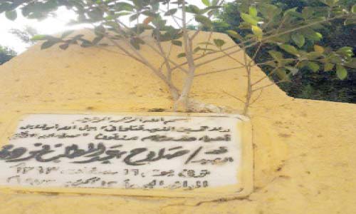 شجرة تظلل قبر شهيد أكتوبر فى القليوبية منذ 5 سنوات