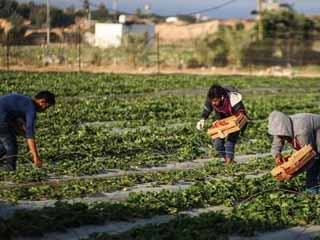 بدء إنتاج السكر المحلى من البنجر أول فبراير