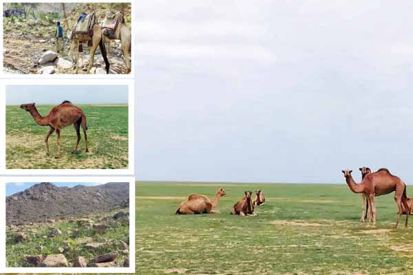 حلايب وشلاتين مستودع عالمى للأكسجين