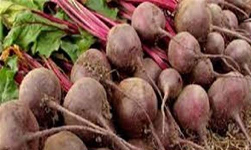 التموين: ارتفاع توريد البنجر إلى 676 ألف طن وإنتاج 80 ألف طن سكر