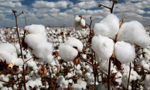 القطن المصرى يشارك فى فعاليات مبادرة الأفضل فى إيطاليا