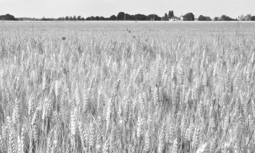 المحافظات تستعد لموسم حصاد القمح