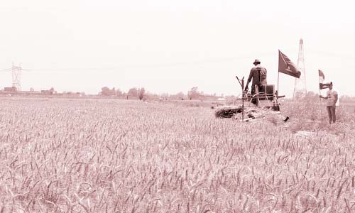 «الذهب الأصفر» يؤمن غذاء المصريين