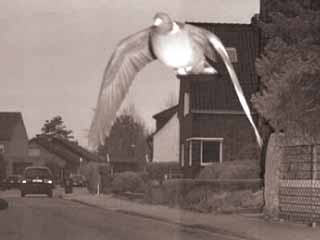 الشرطة الألمانية تغرّم حمامة 25 يورو!