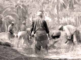 إطلاق تجربة زراعة أسطح المنازل بالفاكهة والخضروات الحيوية