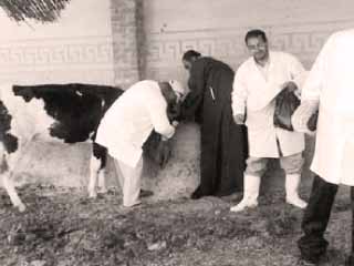 مديريات الطب البيطرى تحاصر أمراض الماشية