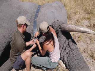 ميجان وهارى يحتفلان باليوم العالمى للفيل