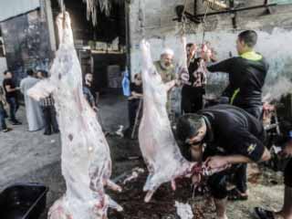 المصريون أهل الخير  اشتروا صكوك الأضاحى بـ80 مليون جنيه