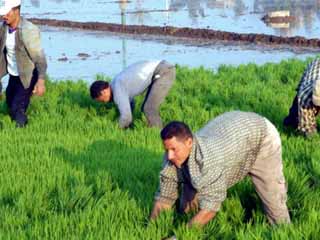 صحيفة روز اليوسف فلاحو مصر قانون الإصلاح الزراعى حقق العـــــــــــــــــــــدالة الاجتماعية