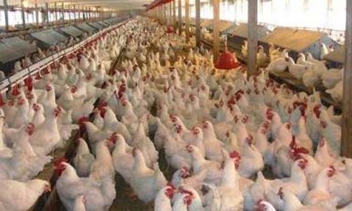 تأمين الغذاء  صناعة الدواجن تزدهر