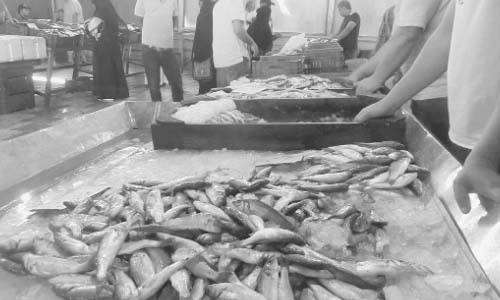 انخفاض أسعار الأسماك بالأسواق