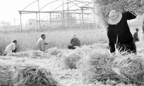 تأسيس أول شركة مصرية لتحويل قش الأرز إلى ألواح خشبية متوسطة الكثافة