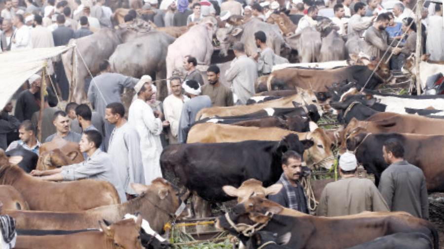 أسواق الماشية قبل العيد