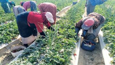  «الذهب الأحمر» يُزين حقول القليوبية