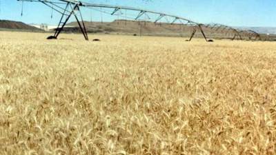 10 ملايين طن قمحا إنتاجية متوقعة من زراعة 3.1 مليون فدان.. و2200 جنيه سعر الإردب