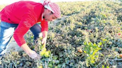 التجمعات الزراعية.. بوابة مصر لتعزيز الأمن الغذائى