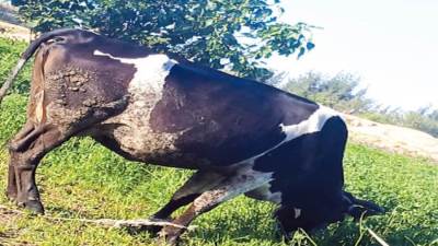 سوق عمومية تضم جميع أنواع الأضاحى على مساحة 8 أفدنة