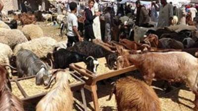 «الواحات» مقصد التجار من أنحاء الجمهورية