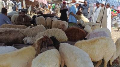 كيف تختار أضحيتك بنفسك؟