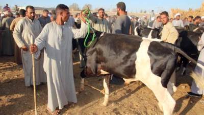 إقبال ملحوظ على أسواق بيع الماشية من المواطنين وصغار المربين