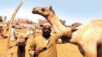 «الأضاحى» تنعش أسواق المواشى