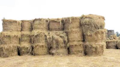 6 مميزات لـ«قش الأرز».. استغلها