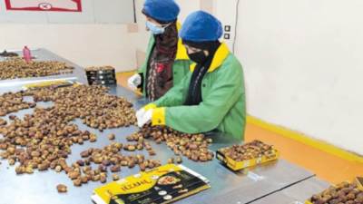 بفضل جهود «التضامن» «الوادى الجديد»  من الدعم إلى التمكين والإنتاج