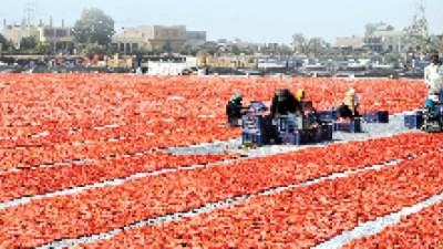 مشروع تجفيف الطماطم يضعها على خريطة التصدير الزراعى