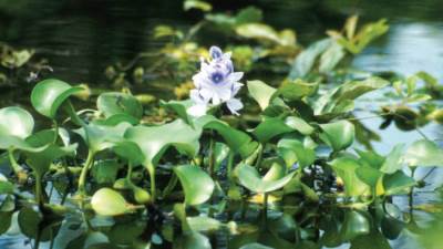 «القومى للبحوث»: ورد النيل يحارب السرطان والبكتيريا