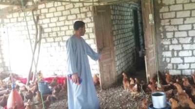 «برما» قلعة صناعة الدواجن