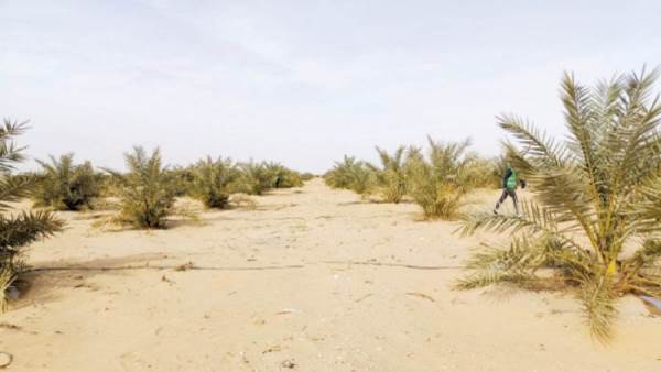 مزارع النخيل الخيرية  نموذج للحماية الاجتماعية